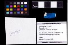 Foto (Objekt + Etiketten) von Decapoda indet. 